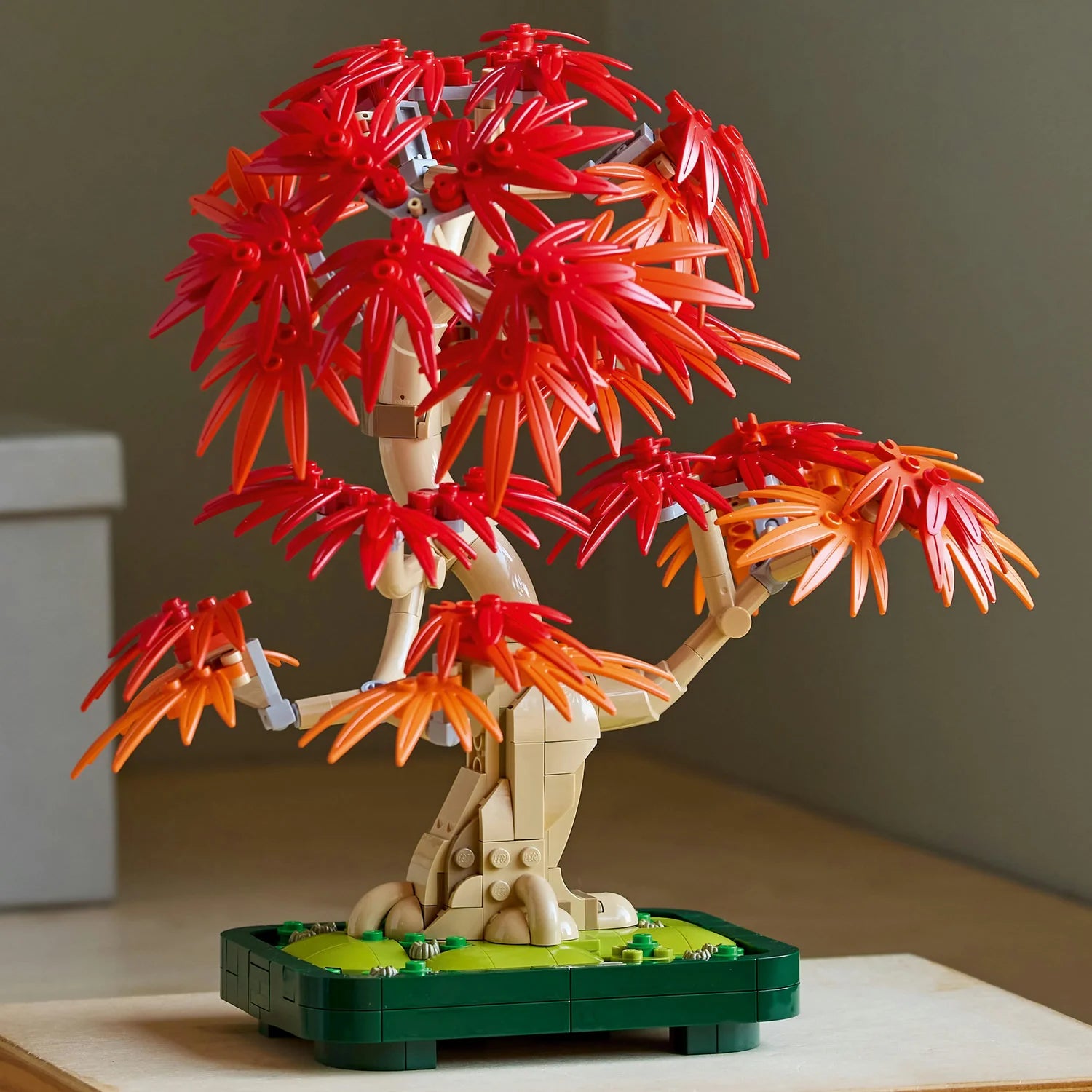 Botanical Collection - Japanese Red Maple Bonsai Tree (10348)