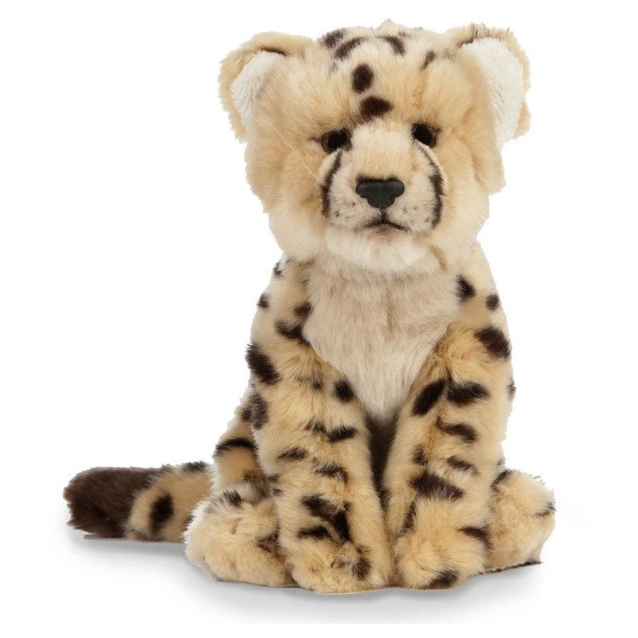 Cheetah Cub