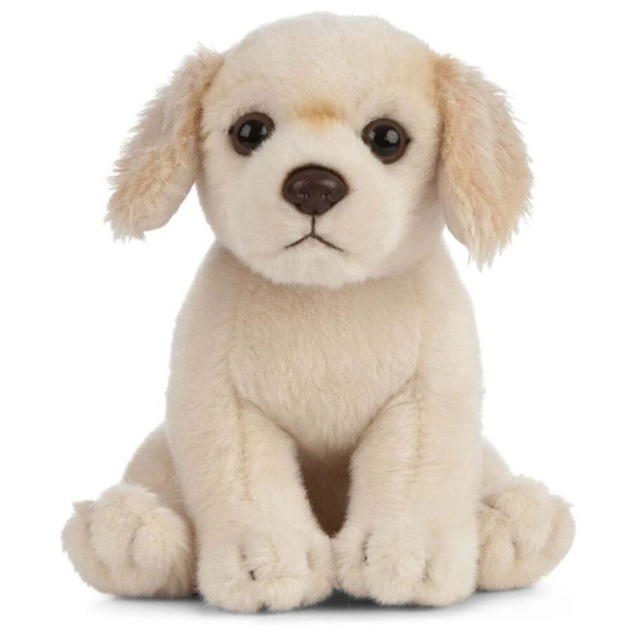 Golden Retriever Puppy