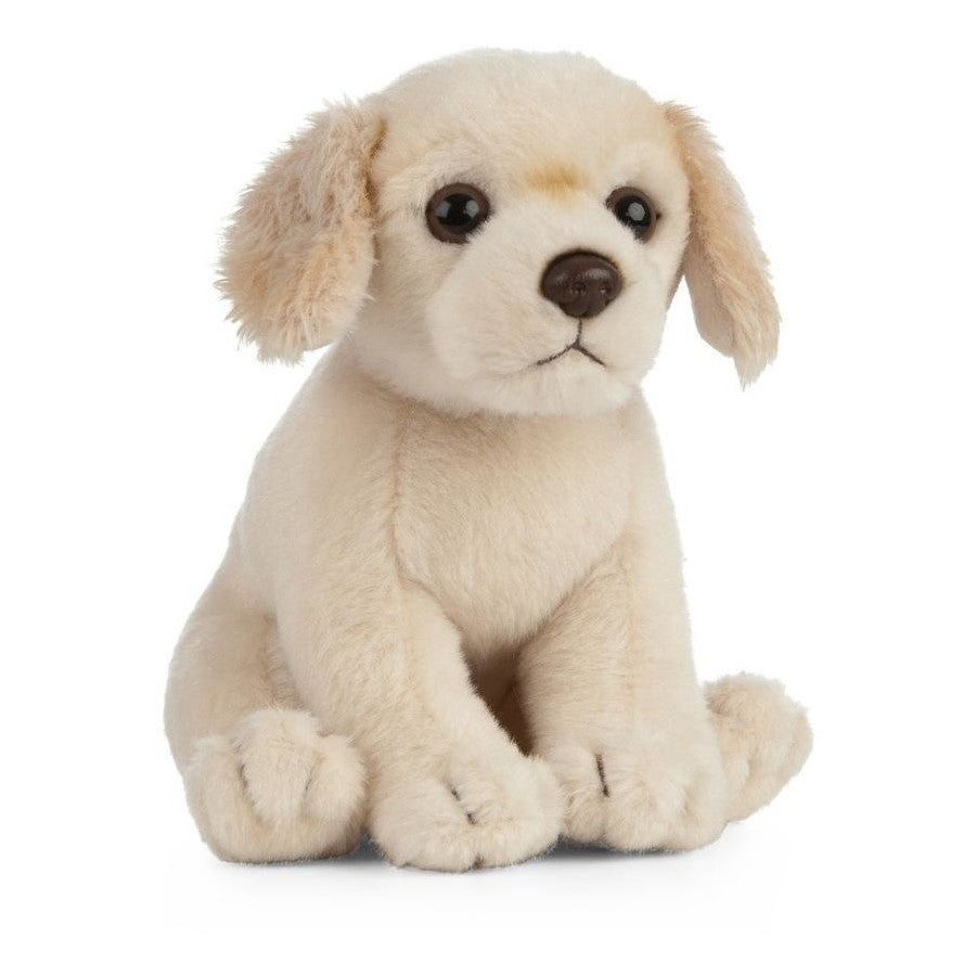 Golden Retriever Puppy