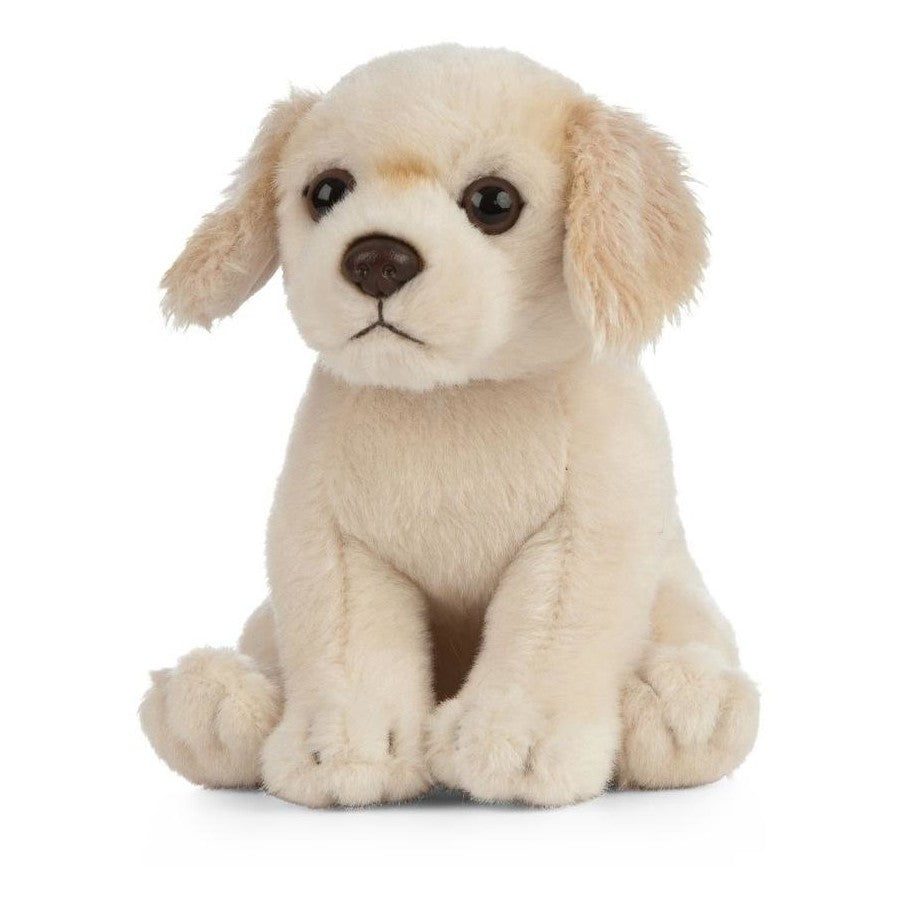 Golden Retriever Puppy