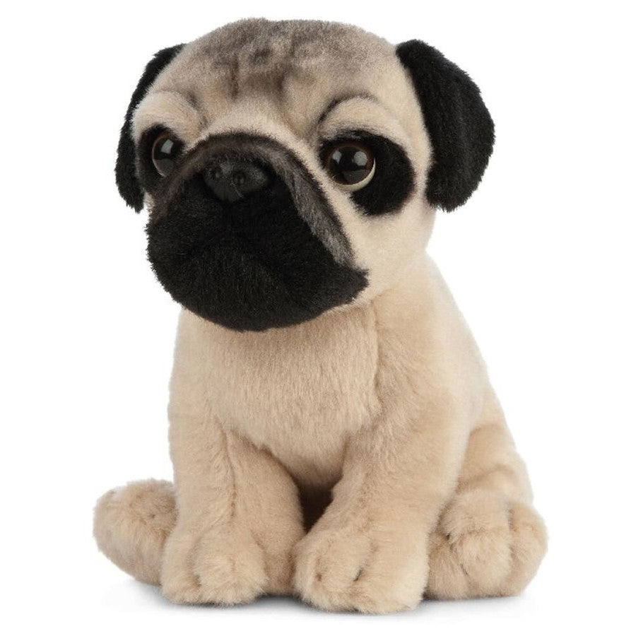 Pug Puppy