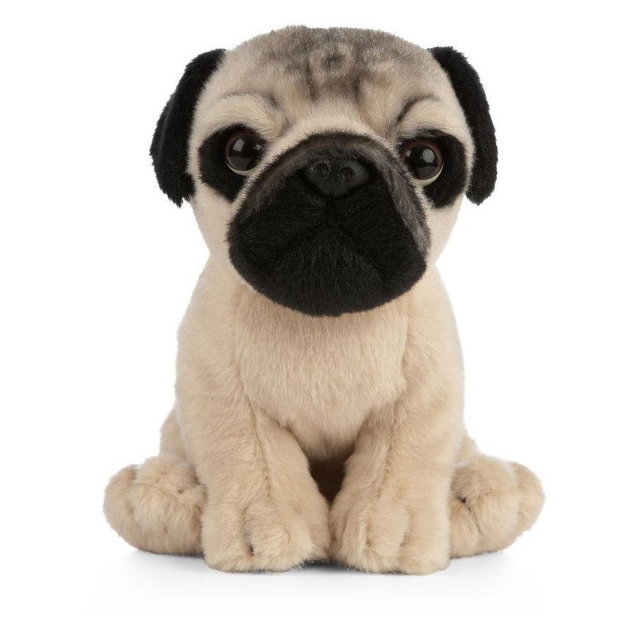 Pug Puppy