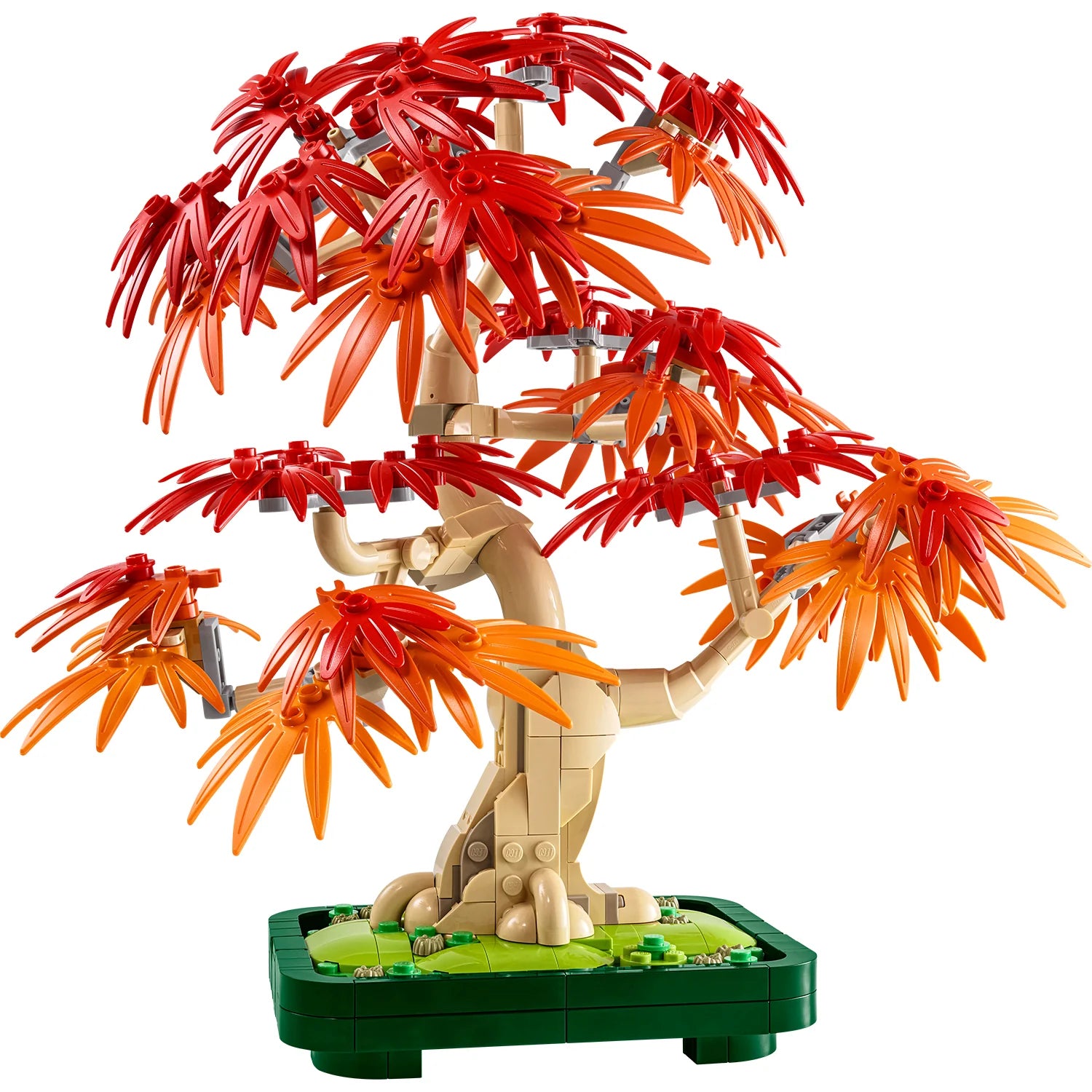 Botanical Collection - Japanese Red Maple Bonsai Tree (10348)