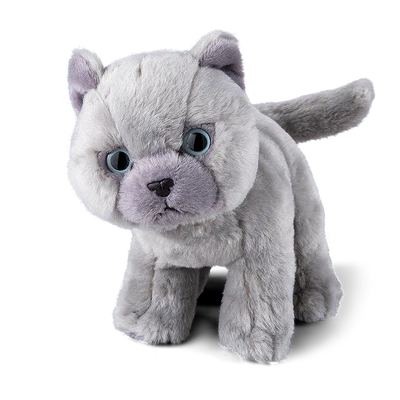 British Grey Shorthair Kitten