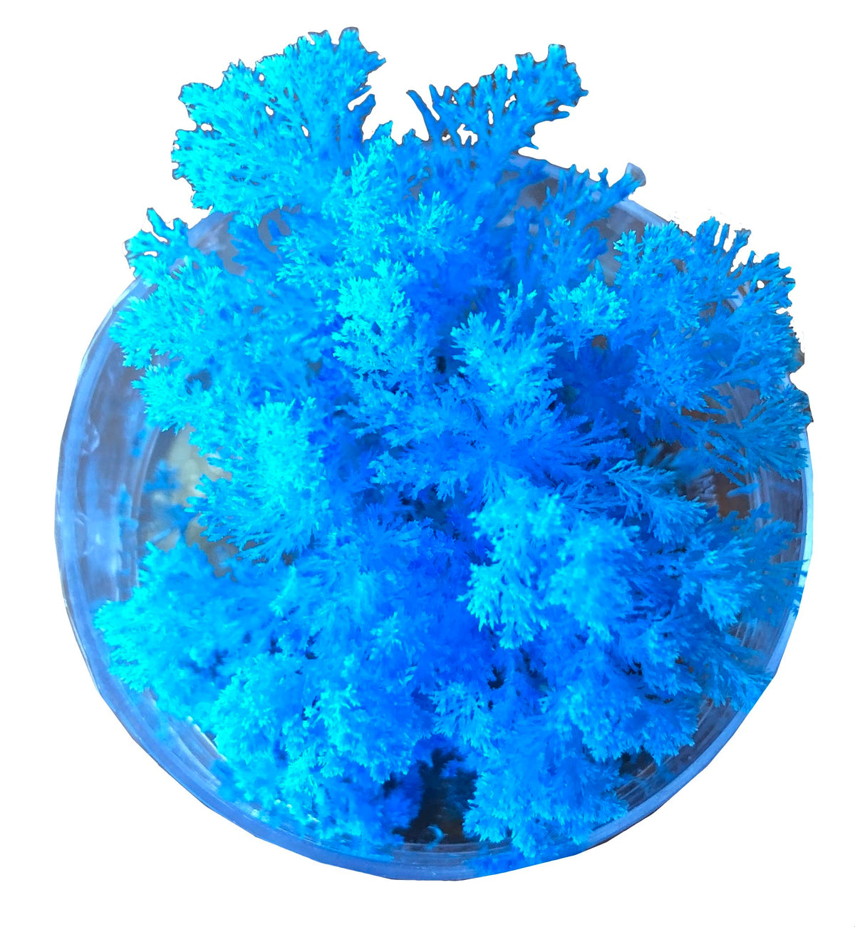 Coral Reef Magic Rock