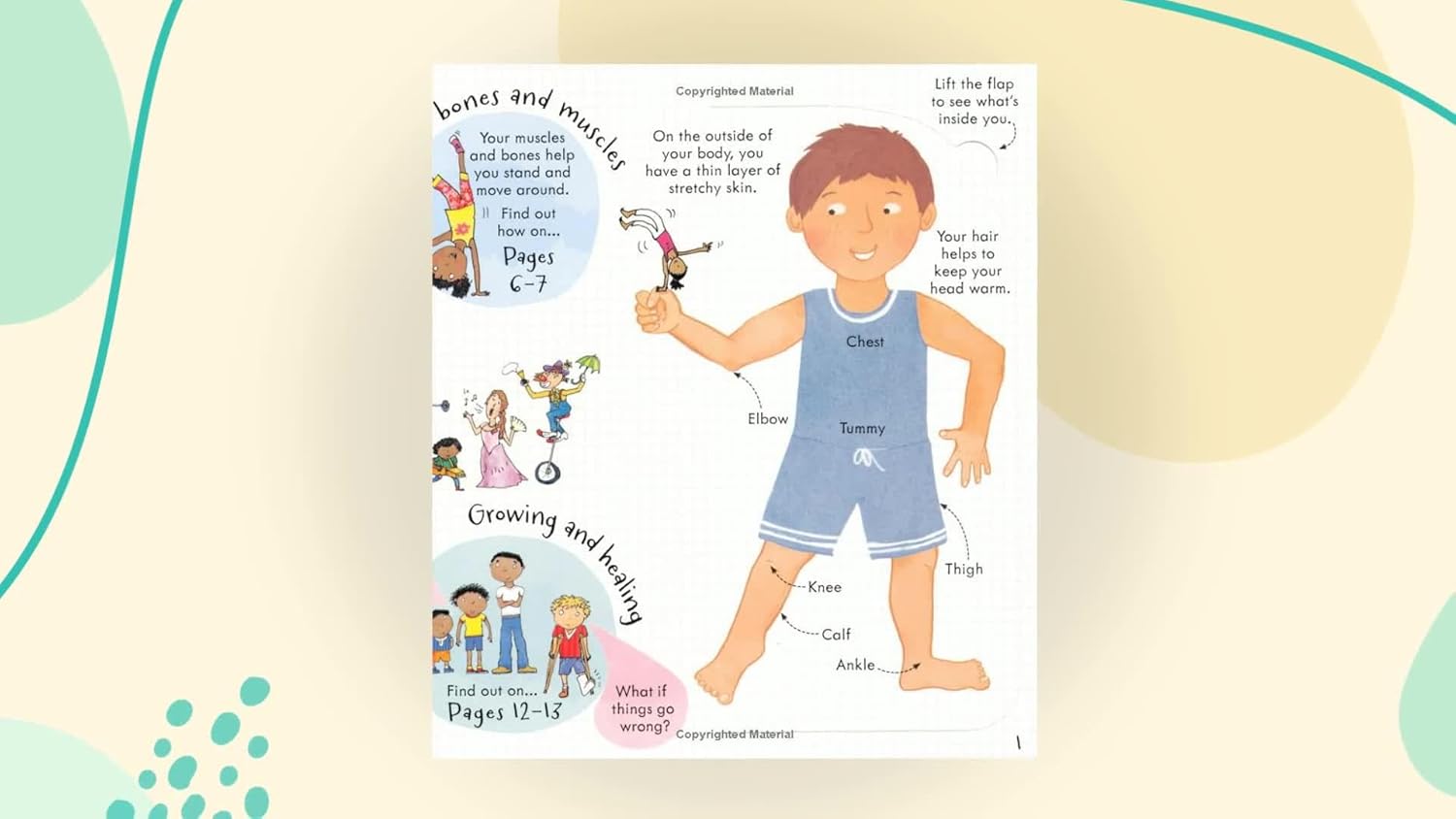 Look Inside Your Body - Lift The Flap