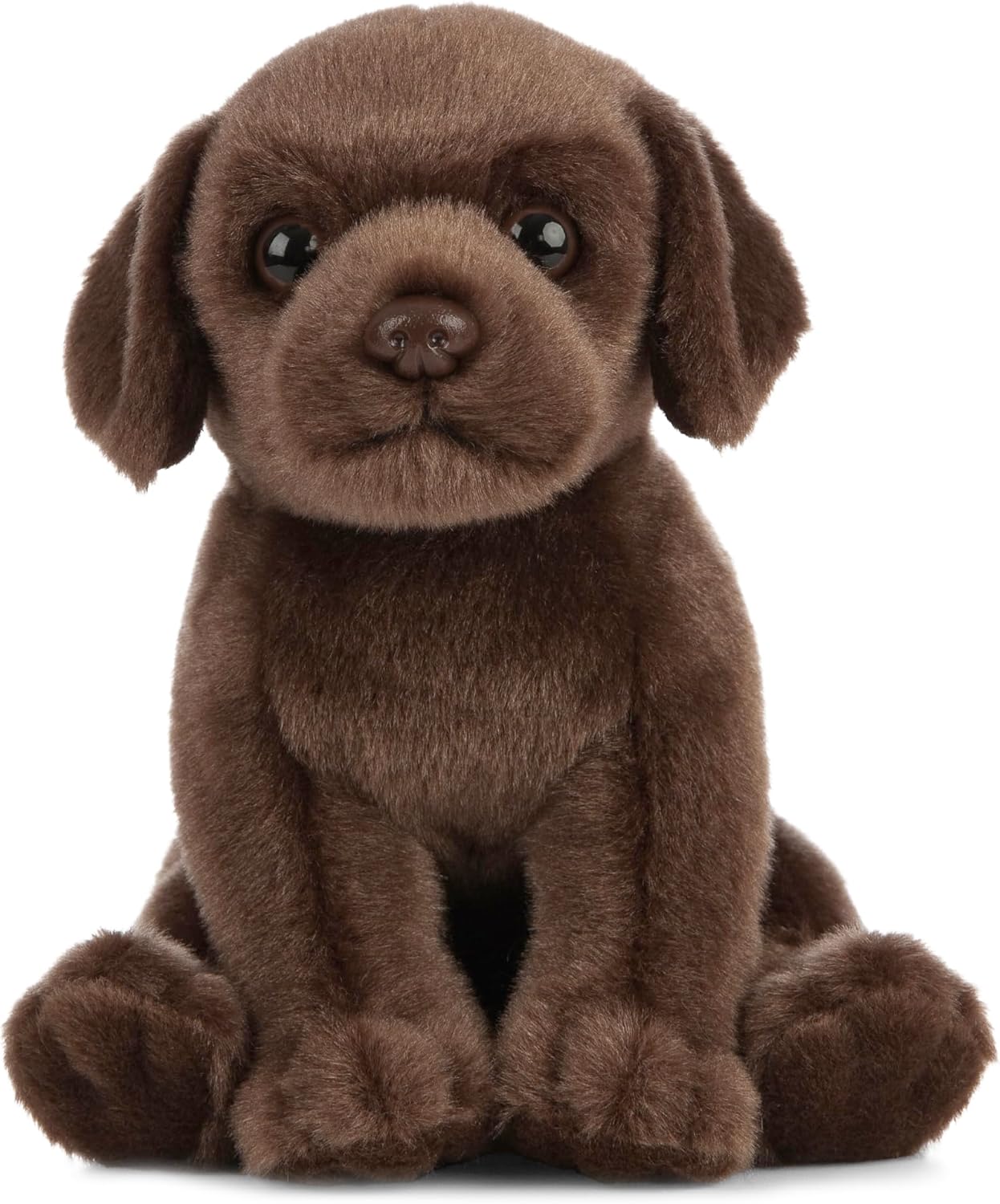 Chocolate Labrador Puppy