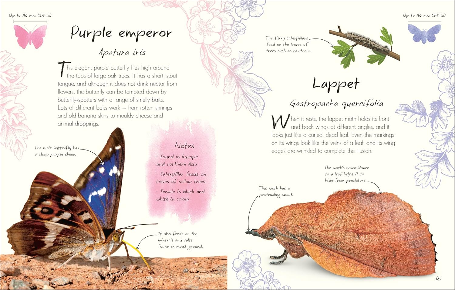 An Anthology of Butterflies and Moths: A Collection of Butterflies and Moths from Around the World