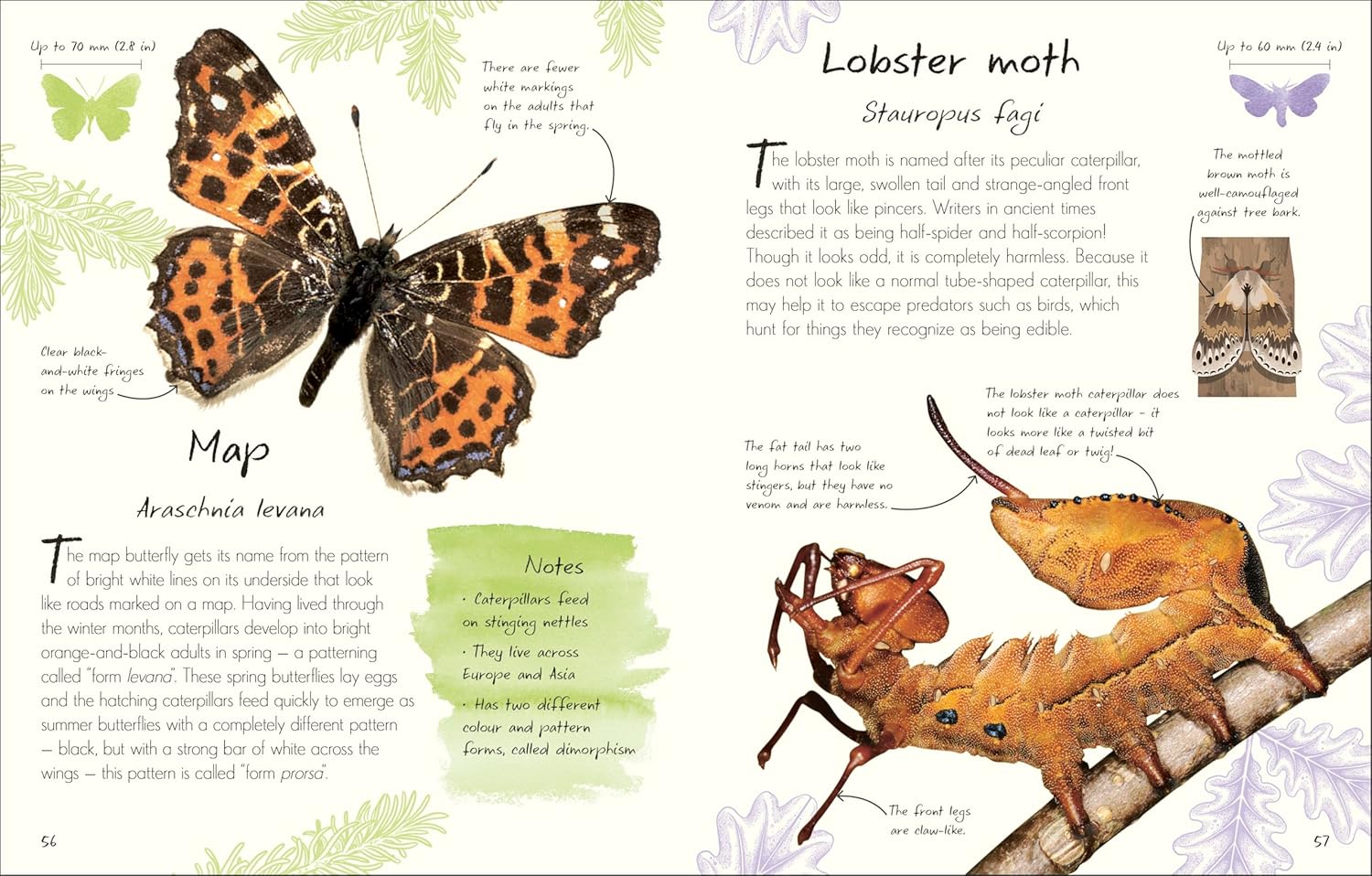 An Anthology of Butterflies and Moths: A Collection of Butterflies and Moths from Around the World