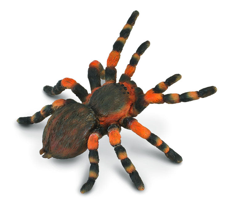 Mexican Redknee Tarantula (88338)