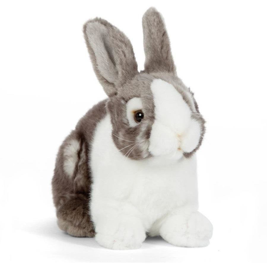 Grey Pet Rabbit