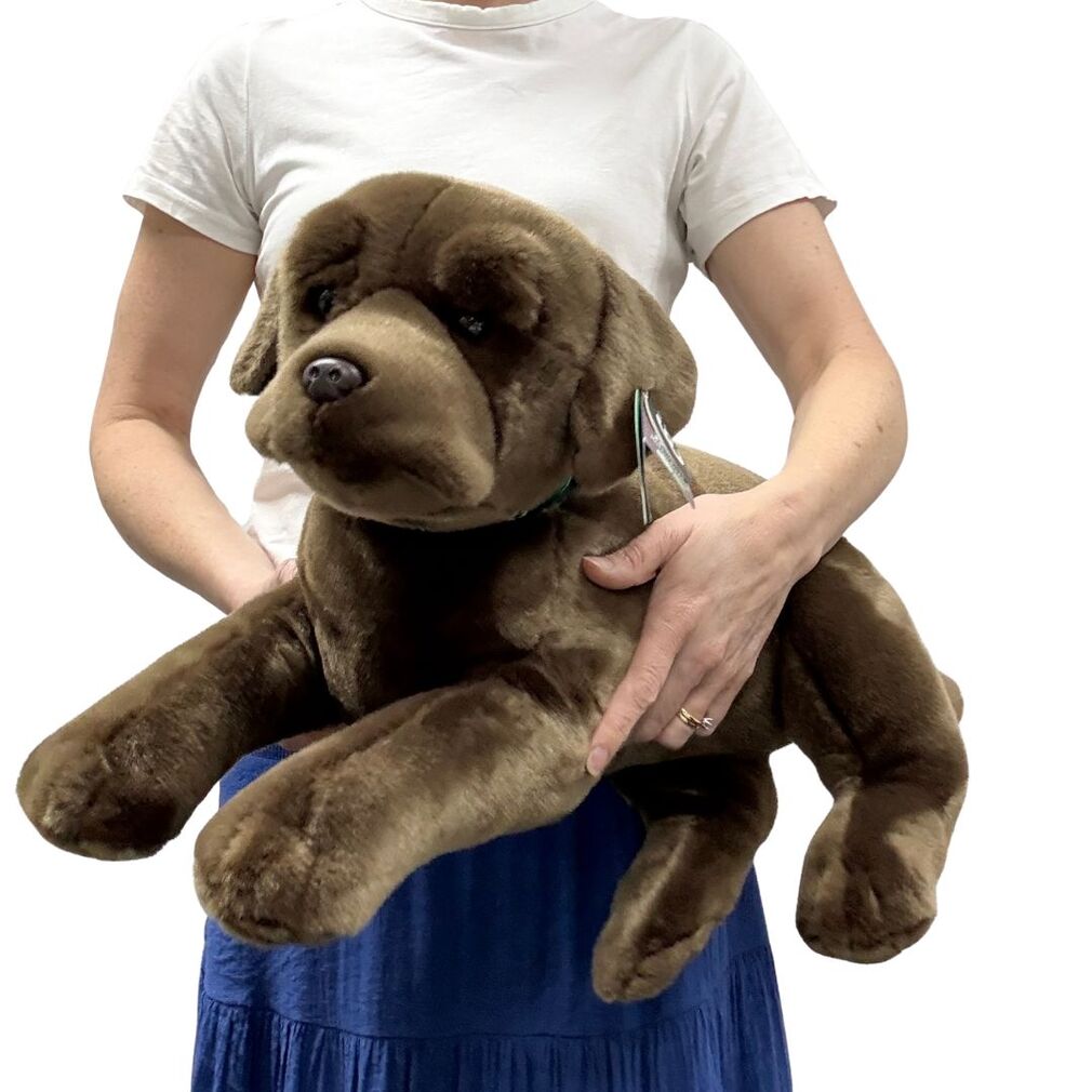 Giant Chocolate Labrador