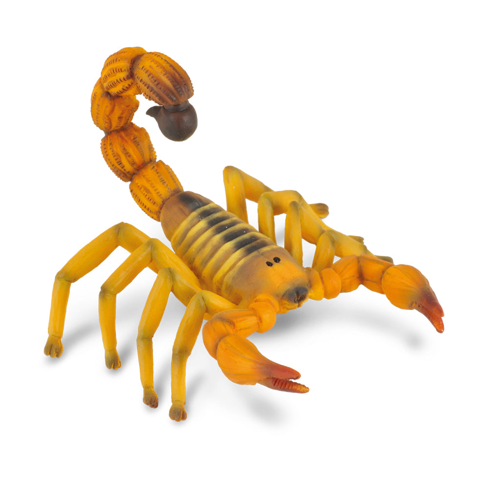 Fat Tail Scorpion, Medium (88349)