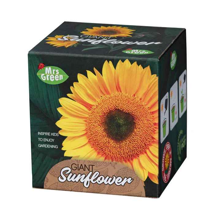 Giant Sunflower - Grow Your Own Sunflower