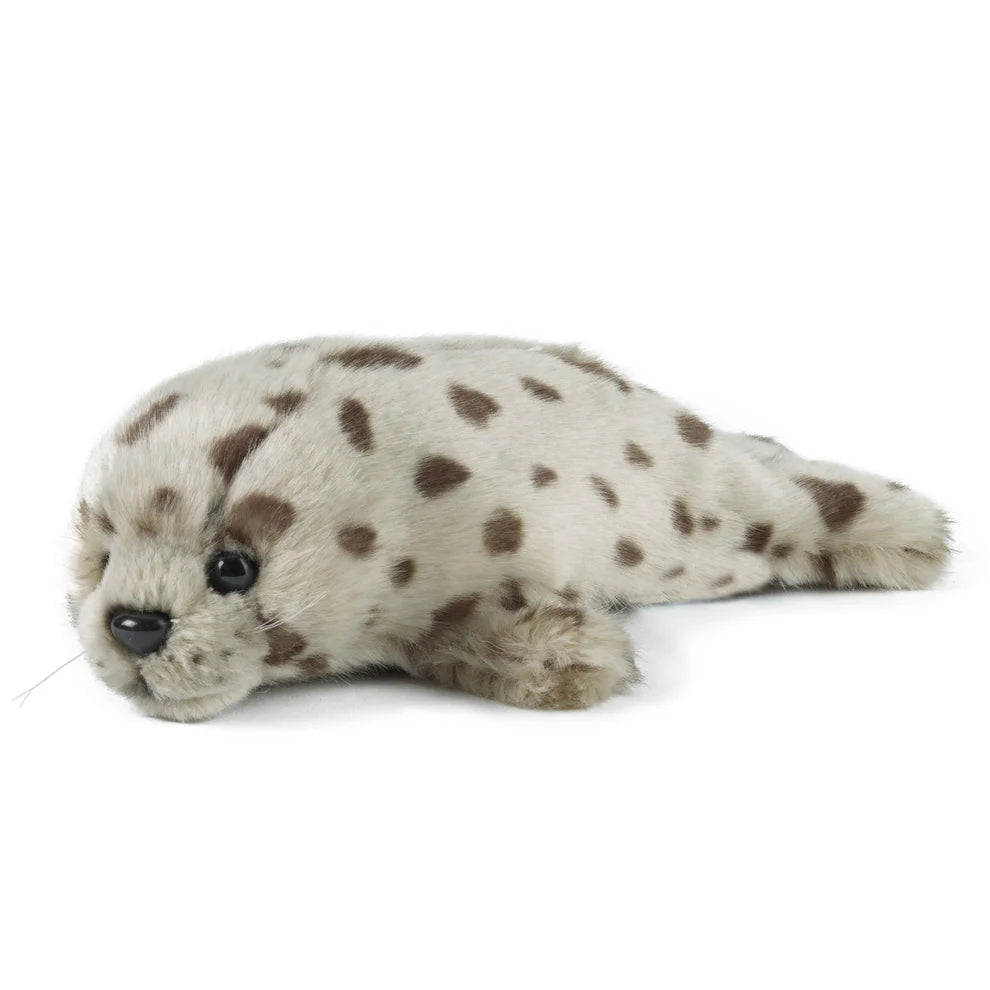 Common Seal Pup