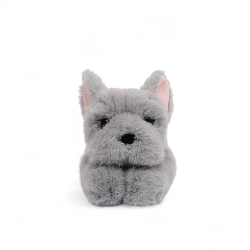 Remy the French Bulldog