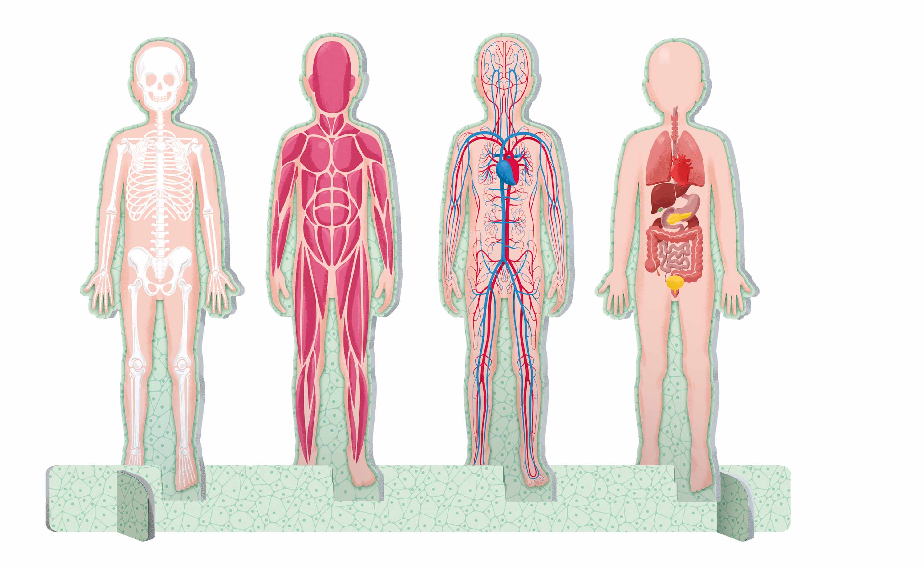 The Ultimate Atlas and Puzzle Set - Human Body 3D Model and 500 pcs Puzzle