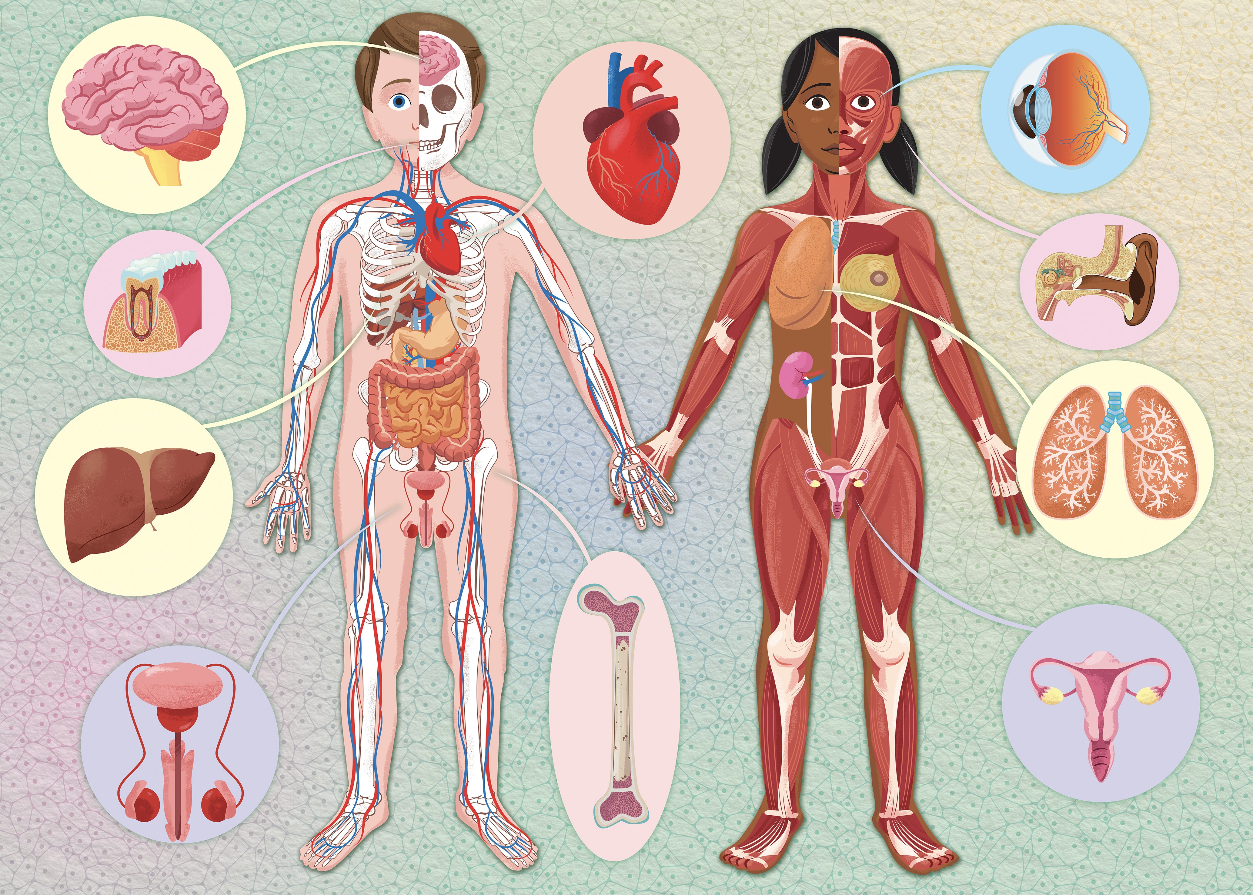 The Ultimate Atlas and Puzzle Set - Human Body 3D Model and 500 pcs Puzzle