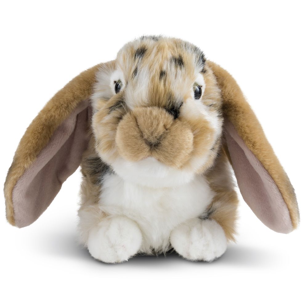 Dutch Lop Eared Rabbit Brown