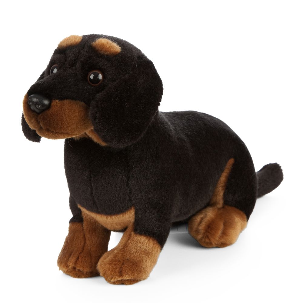 Dachshund