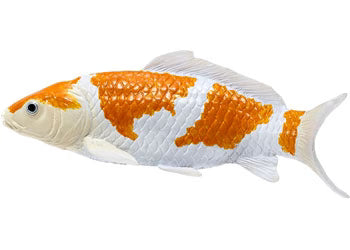 Ochiba Shigure Koi Carp