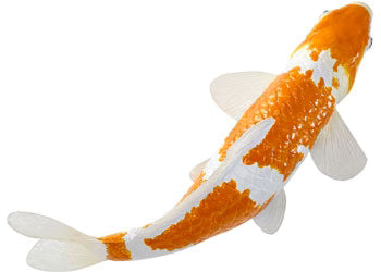 Ochiba Shigure Koi Carp