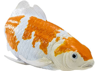 Ochiba Shigure Koi Carp