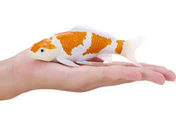 Ochiba Shigure Koi Carp