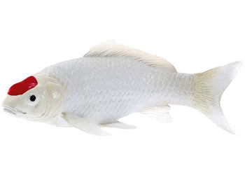 Tancho Koi Carp
