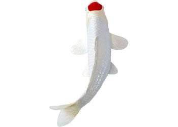Tancho Koi Carp