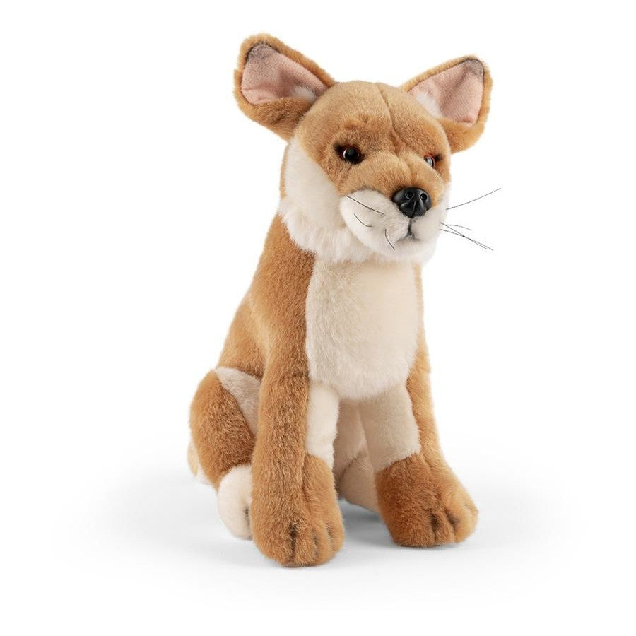 Dingo