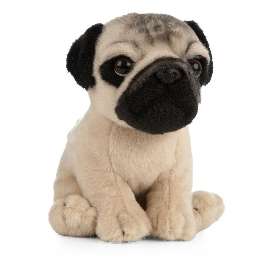 Pug Puppy