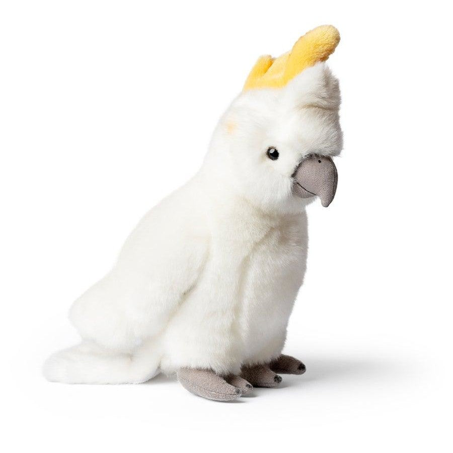 Cockatoo
