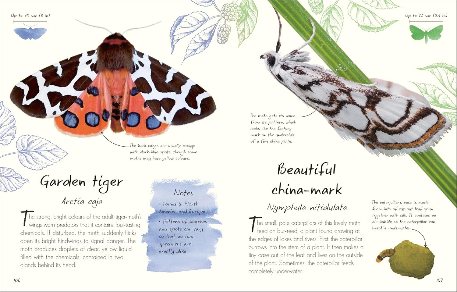 An Anthology of Butterflies and Moths:  A Collection of Butterflies and Moths from Around the World