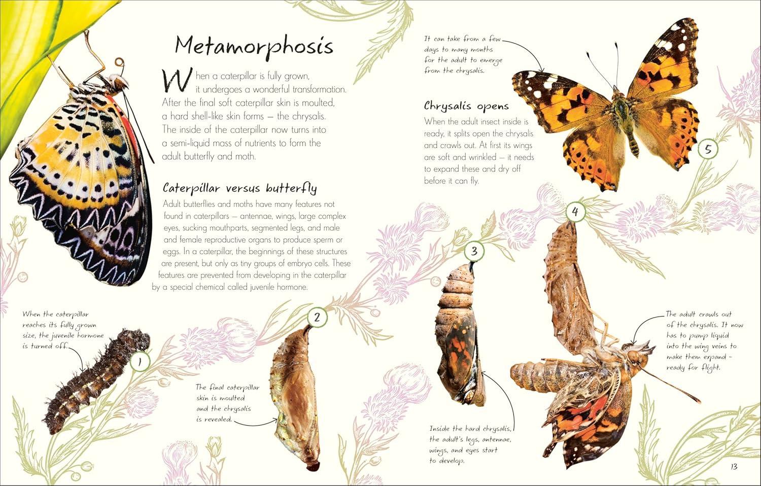 An Anthology of Butterflies and Moths:  A Collection of Butterflies and Moths from Around the World