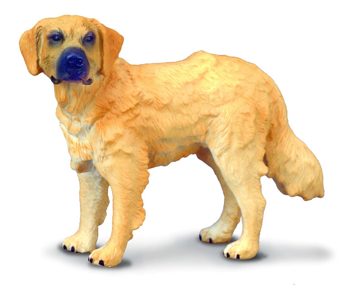 Golden Retriever, Medium (88116)