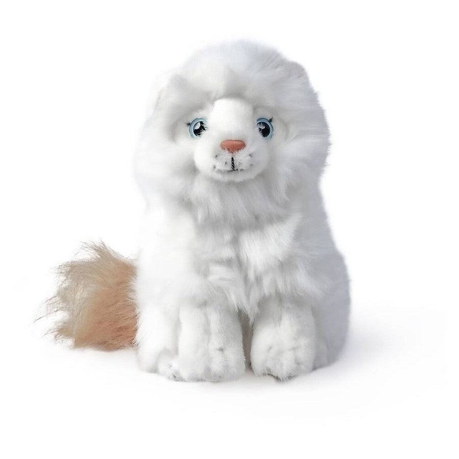 Ragdoll Kitten
