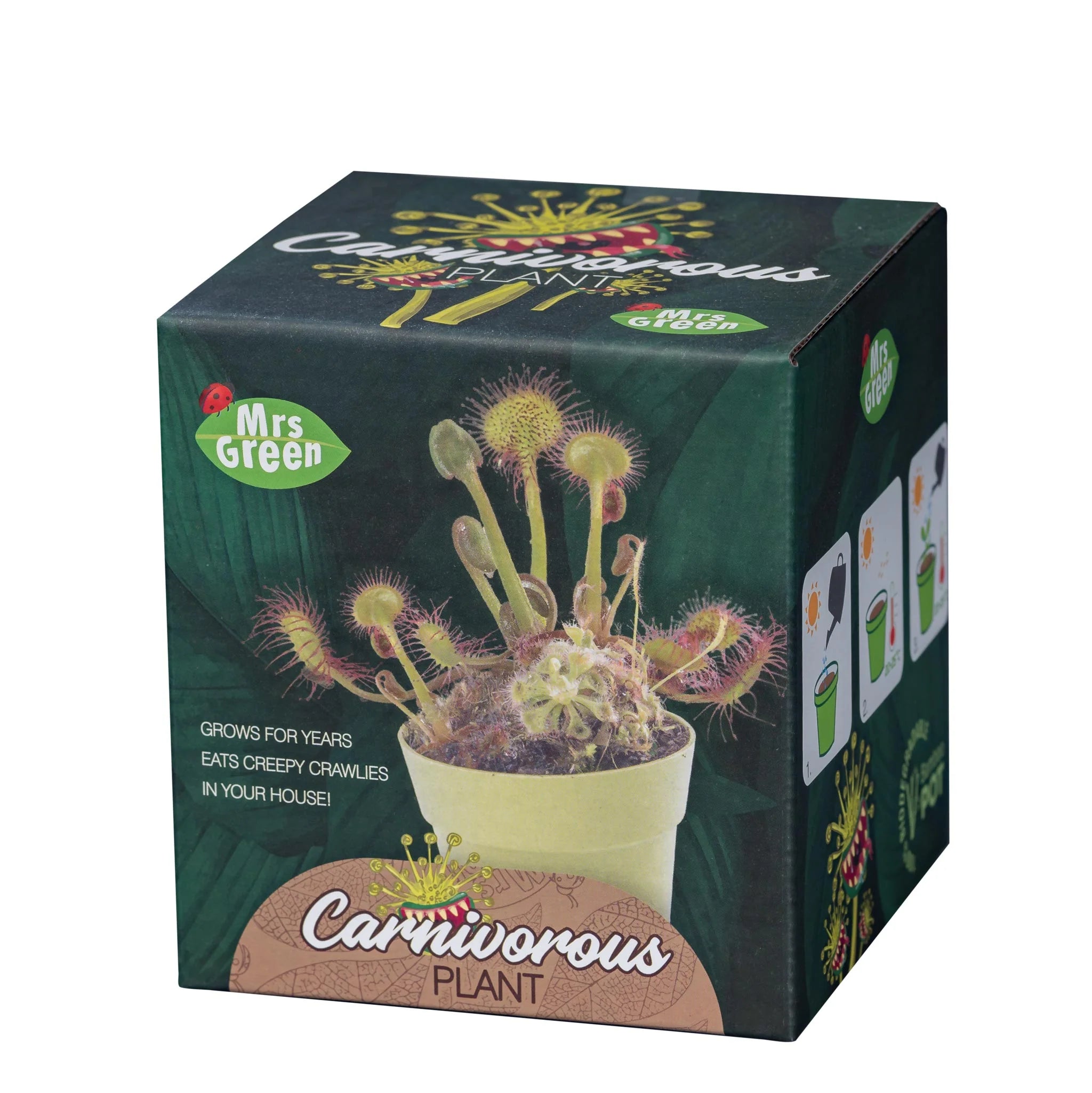 Carnivorous Plant - Grow Your own Carnivorous Plant