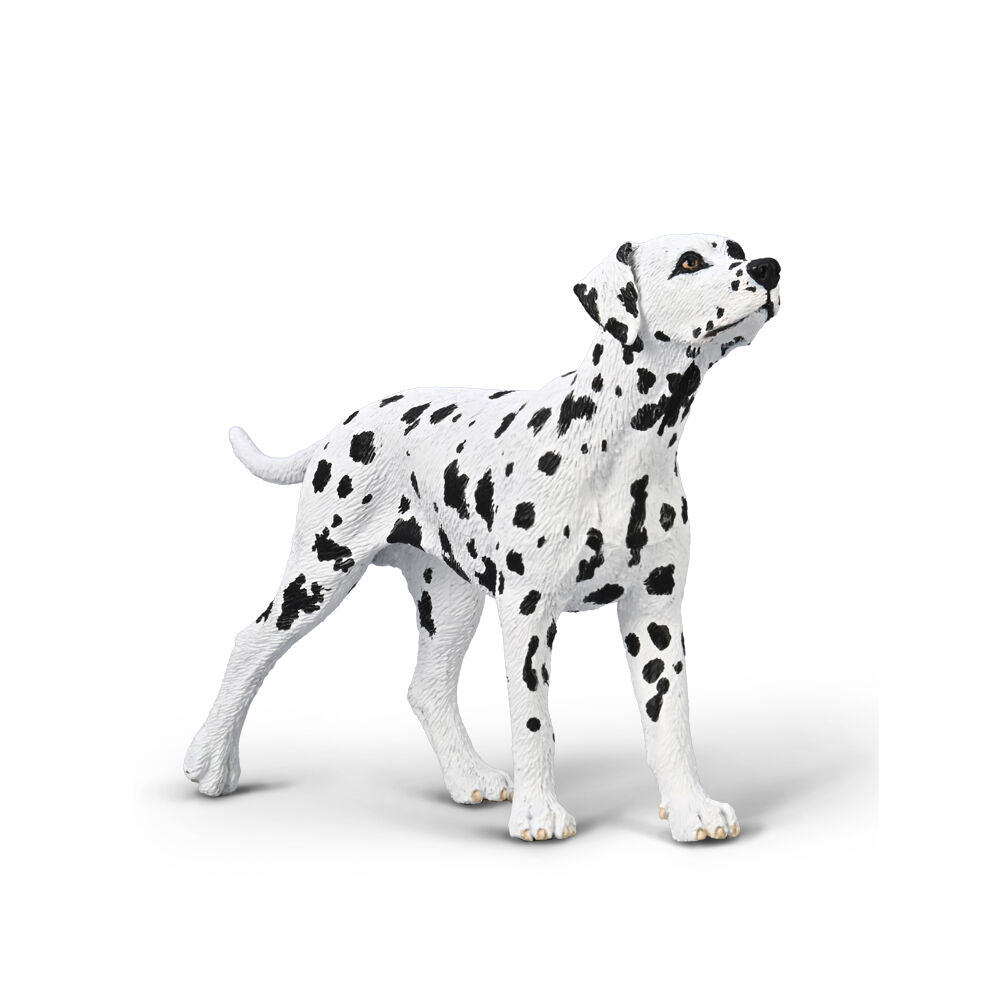 Dalmation,  medium (80040)