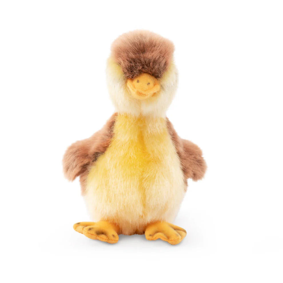 Mallard Duckling (16cm)