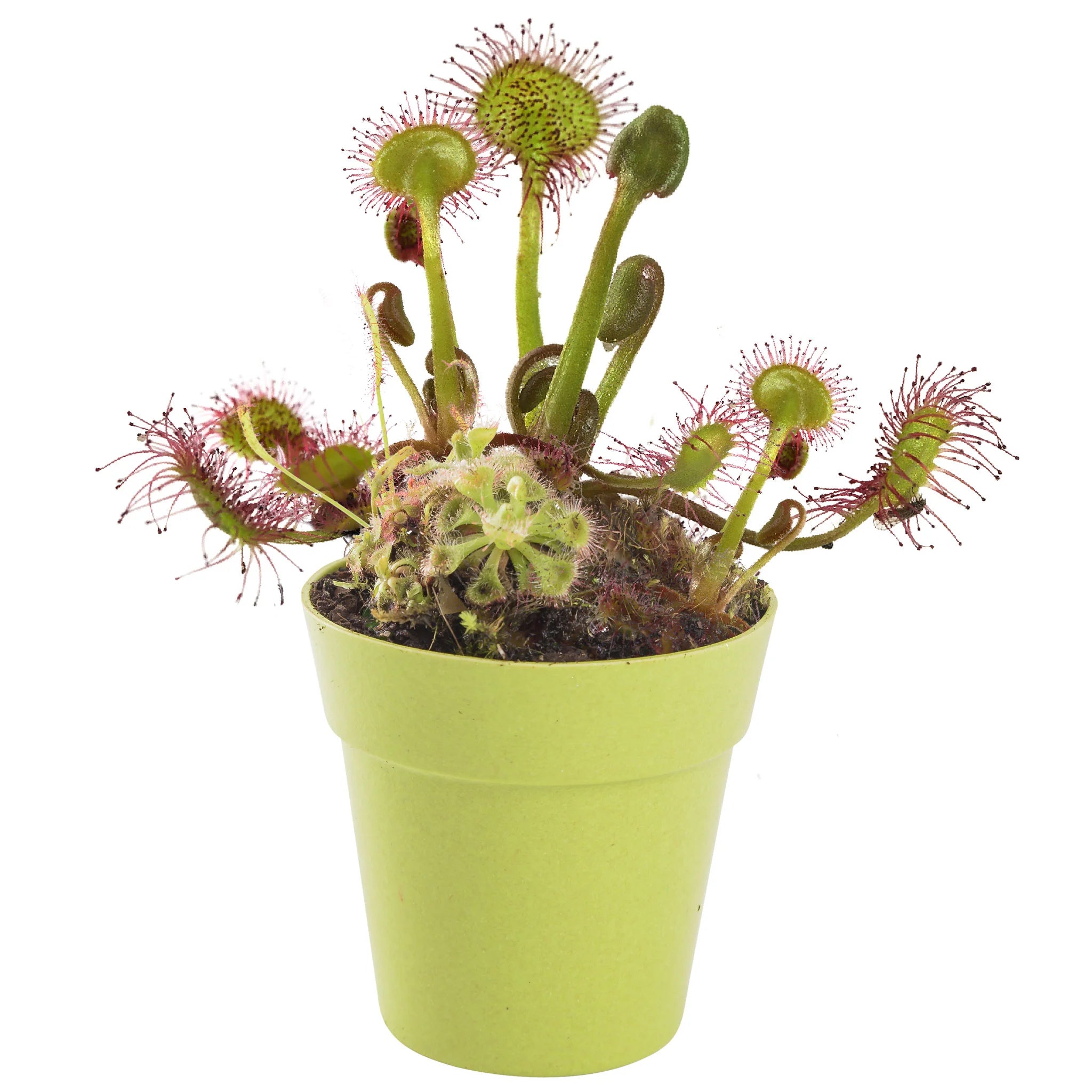 Carnivorous Plant - Grow Your own Carnivorous Plant