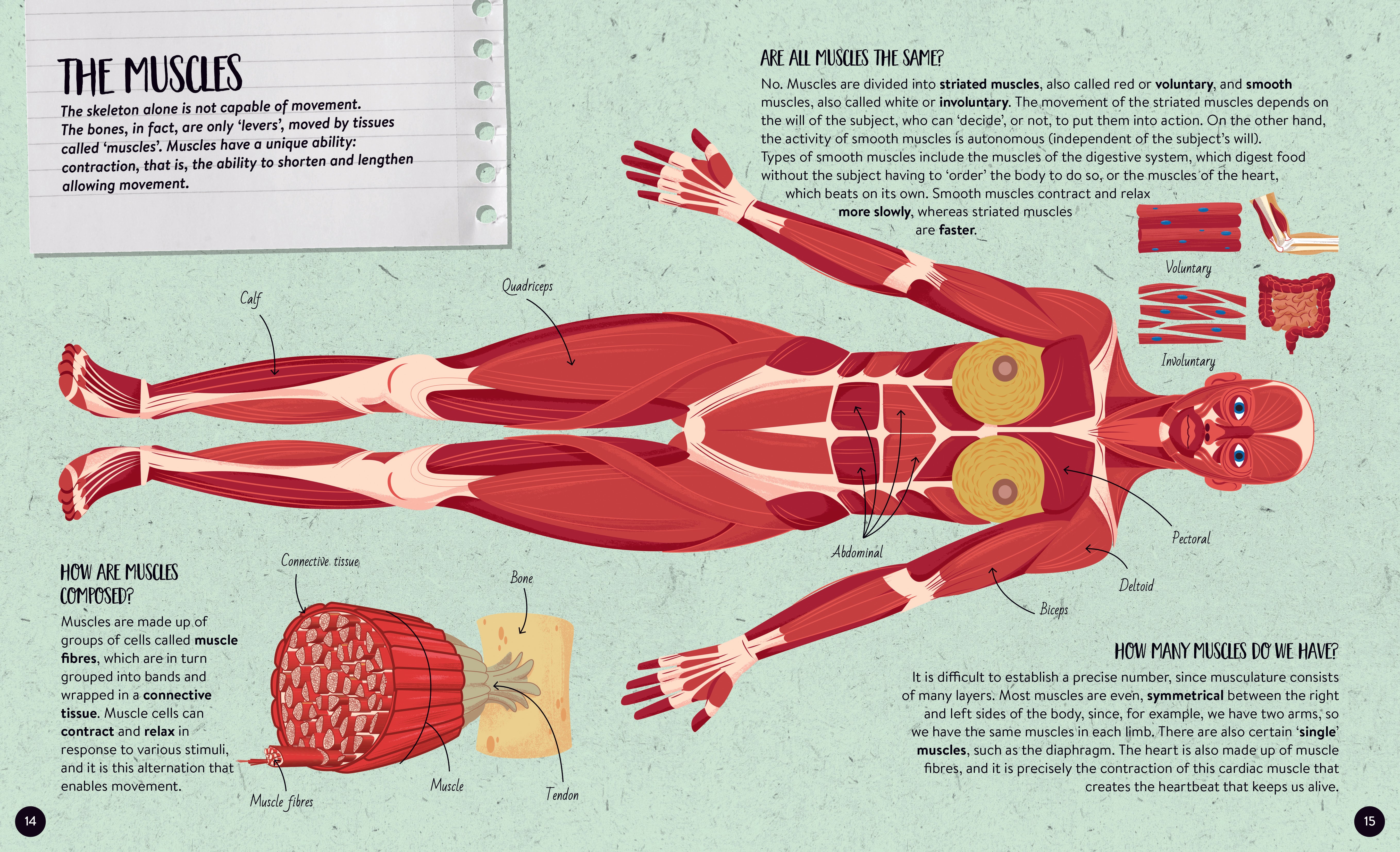 Sassi The Ultimate Atlas and 3D Model Set - Human Body Sassi The Ultimate Atlas and 3D Model Set - Human Body