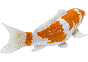Ochiba Shigure Koi Carp