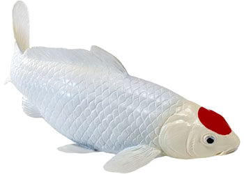 Tancho Koi Carp