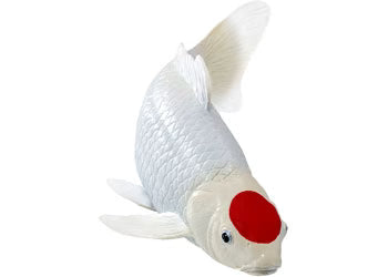 Tancho Koi Carp