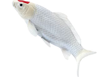 Tancho Koi Carp