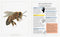The Illustrated Encyclopaedia of Dangerous Animals