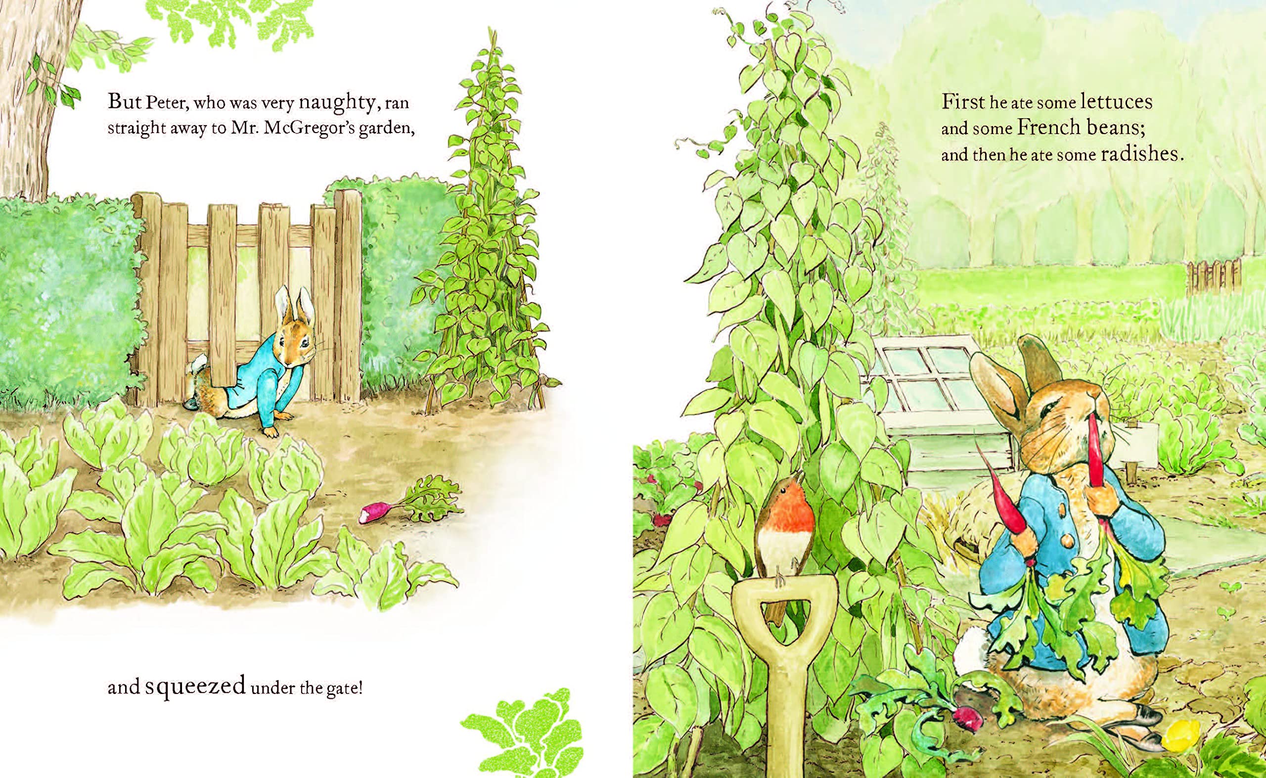 The Tale of Peter Rabbit - Picture Book